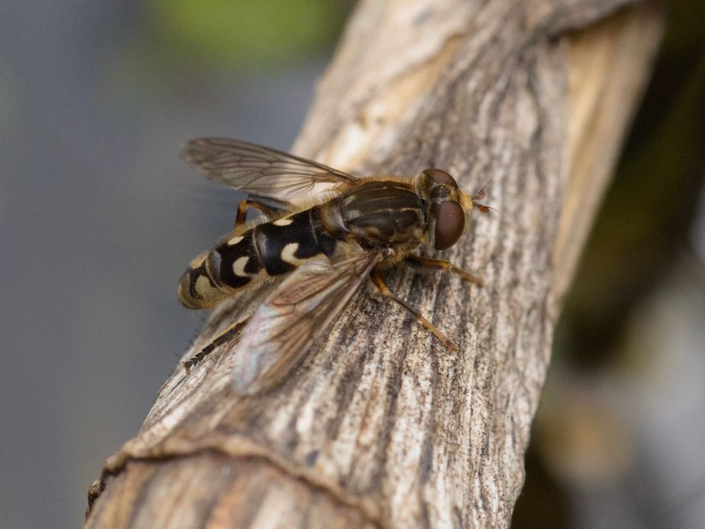 Anasimyia transfuga. 