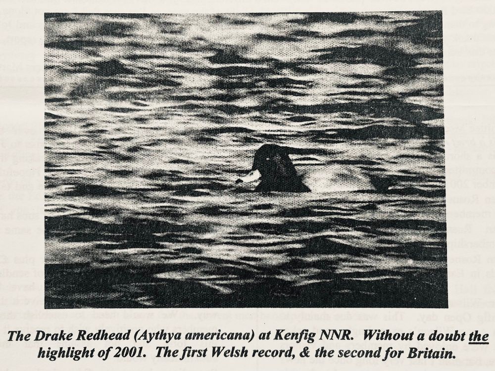 Black and white photo of the Kenfig Redhead/‘Redhead’.