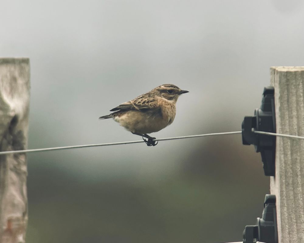 Whinchat (Saxicola rubetra). 