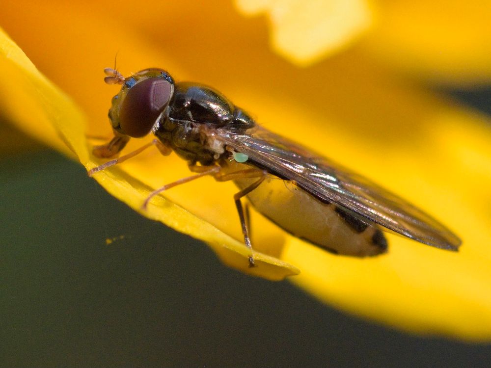Melanostoma scalare, female, with turquoise haltares and a distended abdomen. 