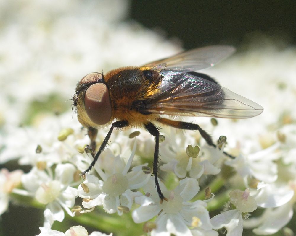 Phasia hemiptera.