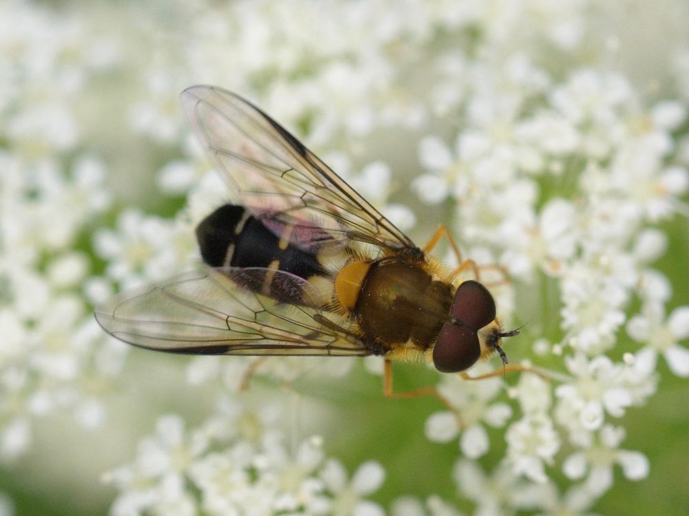 Leucozona glaucia, male, on umbellifer. 