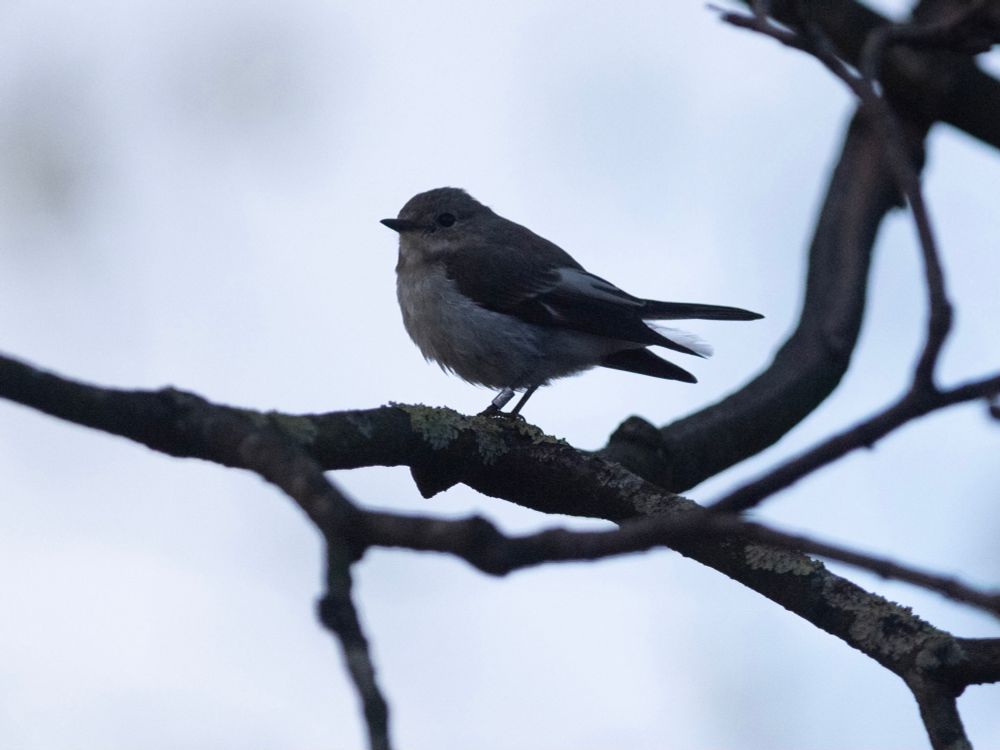 Pied Flycatcher (Ficedula hypoleuca),… in Gwent,… in November(!). 