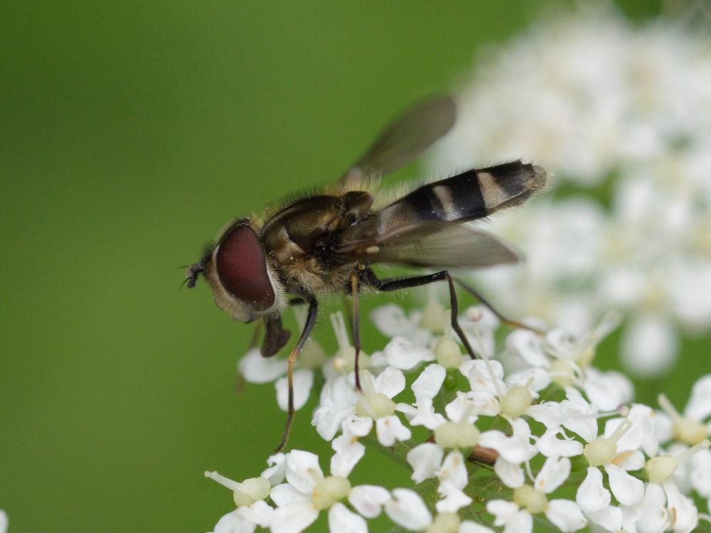 Leucozona laternaria, male, on umbellifer. 