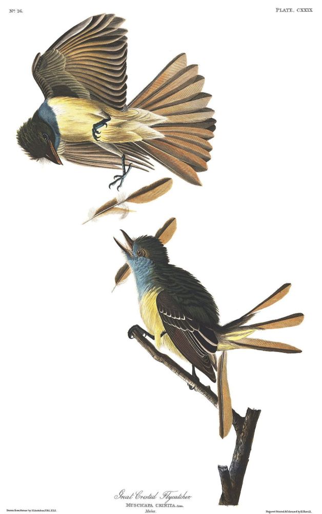 The Birds of America, Plate 129 - Great Crested Flycatcher by John James Audubon. 