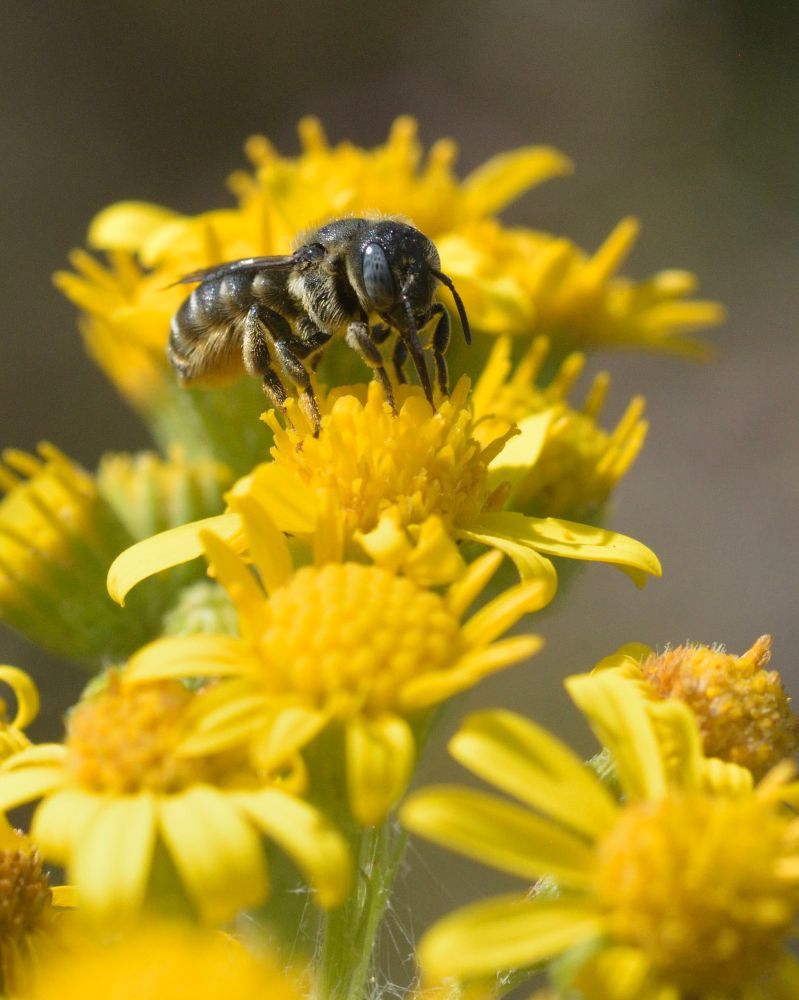 Spined Mason Bee (Osmosis spinulosa), female, on Ragwort (Senecio sp.). Pollen brush appearing buff coloured, presumably due to bleaching and/or presence of pollen. 