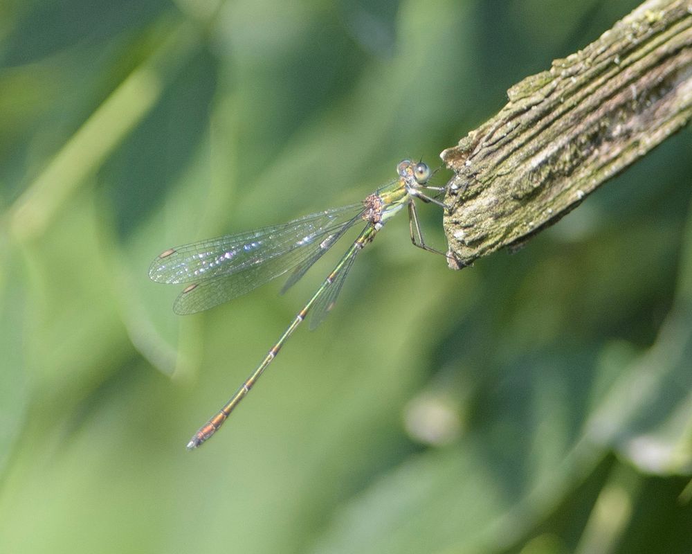 Willow Emerald (Lestes viridis), Mill Reen, nr. Pill Farm, Gwent. 
