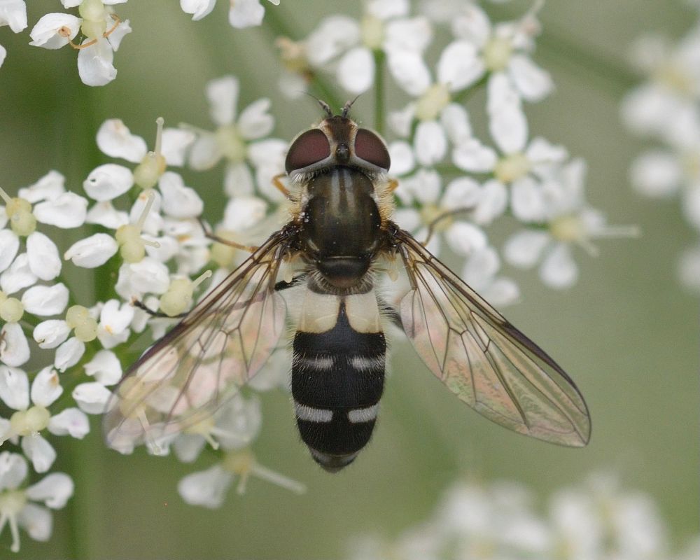 Leucozona laternaria, female, on umbellifer. 