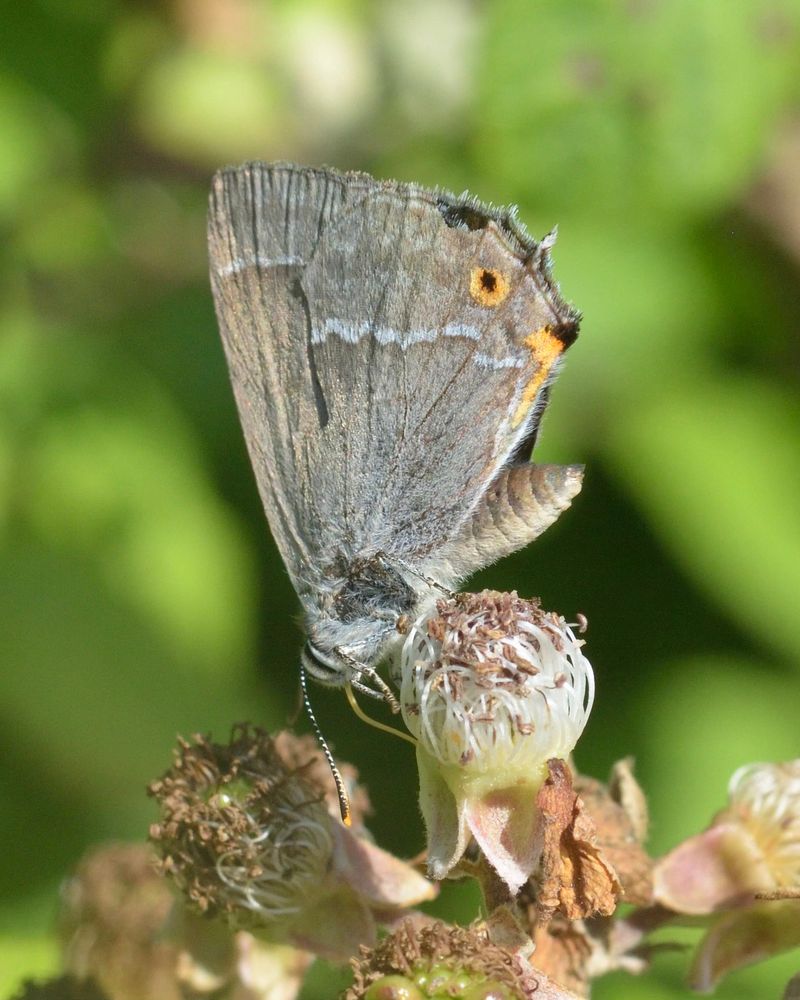 Purple Hairstreak (Favonius quercus), female, on Bramble (Rubus fruticosus agg.)