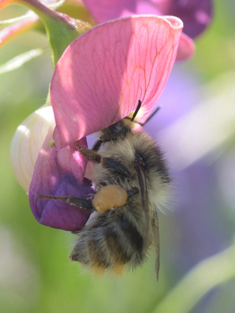 Shrill Carder Bee.