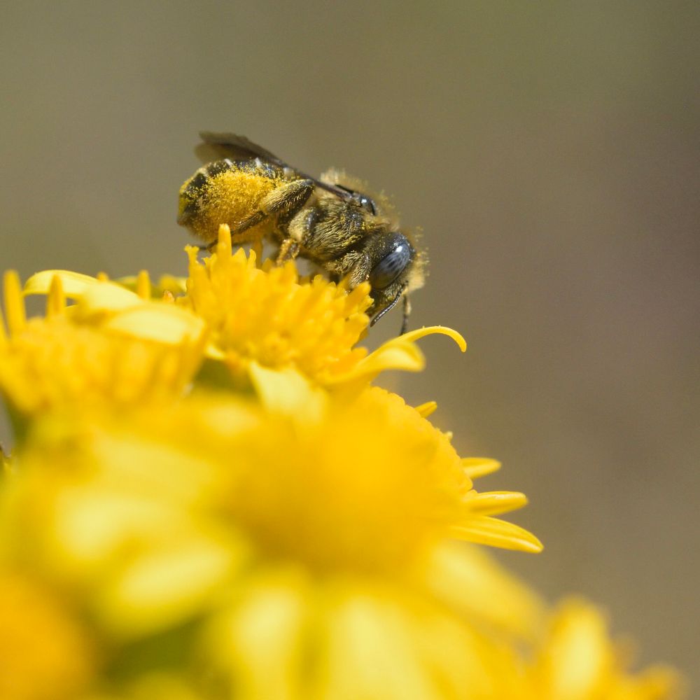 Spined Mason Bee (Osmosis spinulosa), female, on Ragwort (Senecio sp.). 