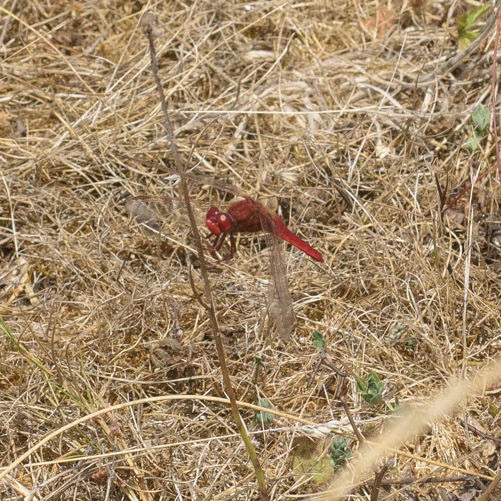 Scarlet Darter Crocothemis erythraea