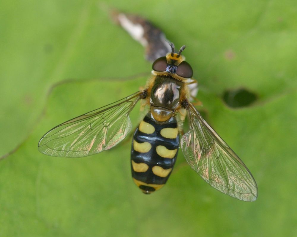 Eupeodes luniger. 