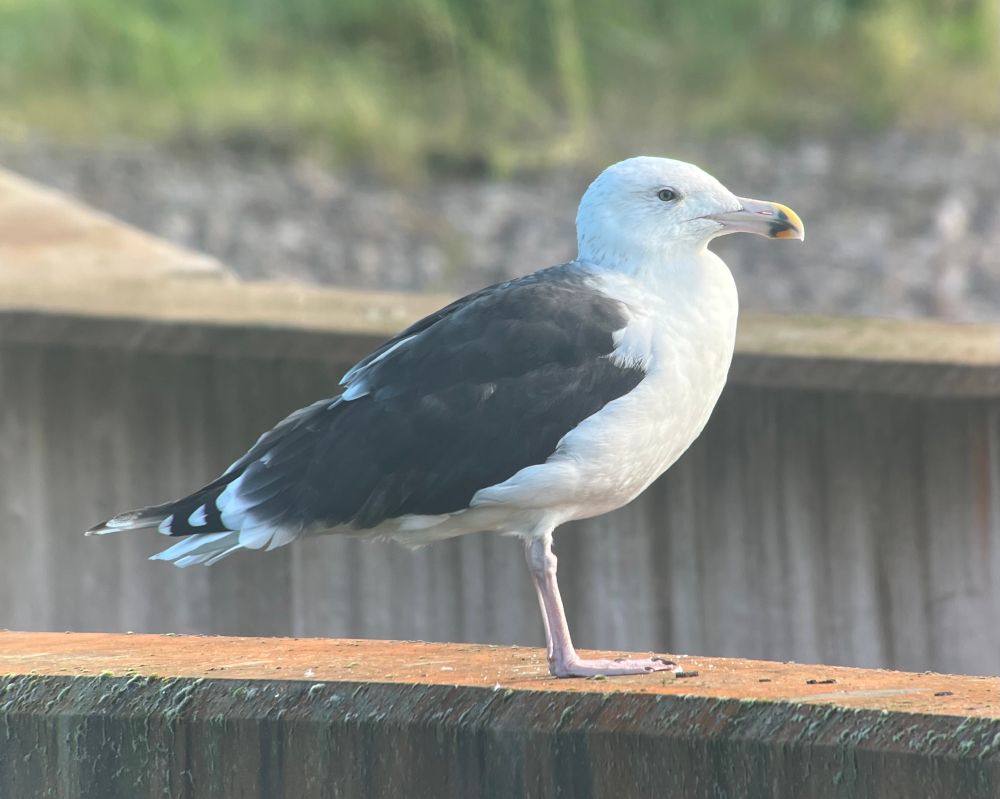 Great Black-backed Gull (Larus marinus). 