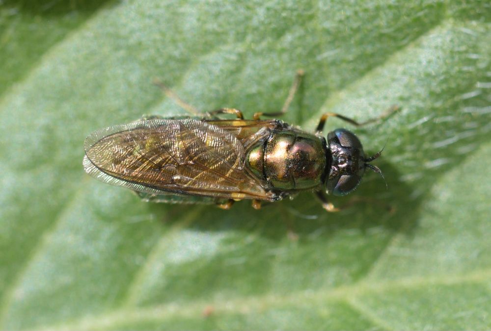 Female Chloromyia formosa from above.