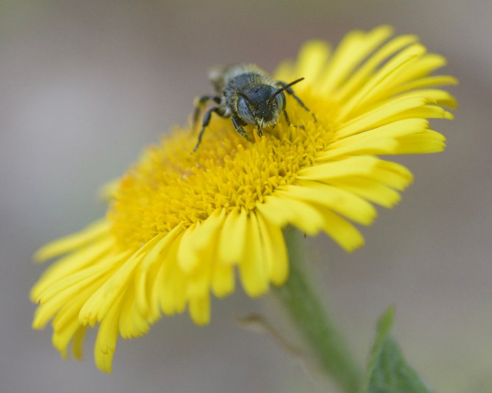 Spined Mason Bee (Osmosis spinulosa), heavily worn male, on Common Fleabane (Pulicaria dysenterica).