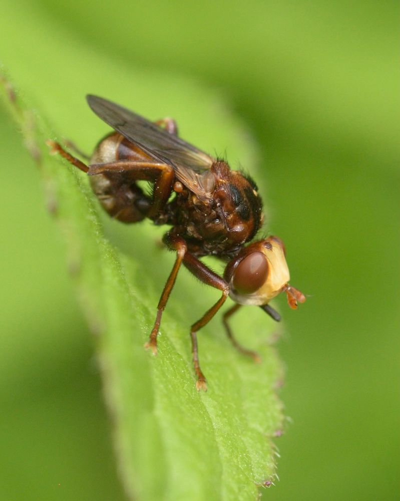 Sicus ferrugineus. 