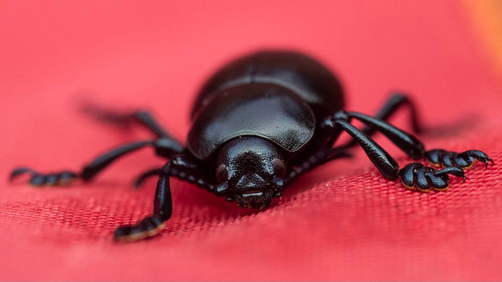 Bloody-nosed Beetle (Timarcha tenebricosa). 