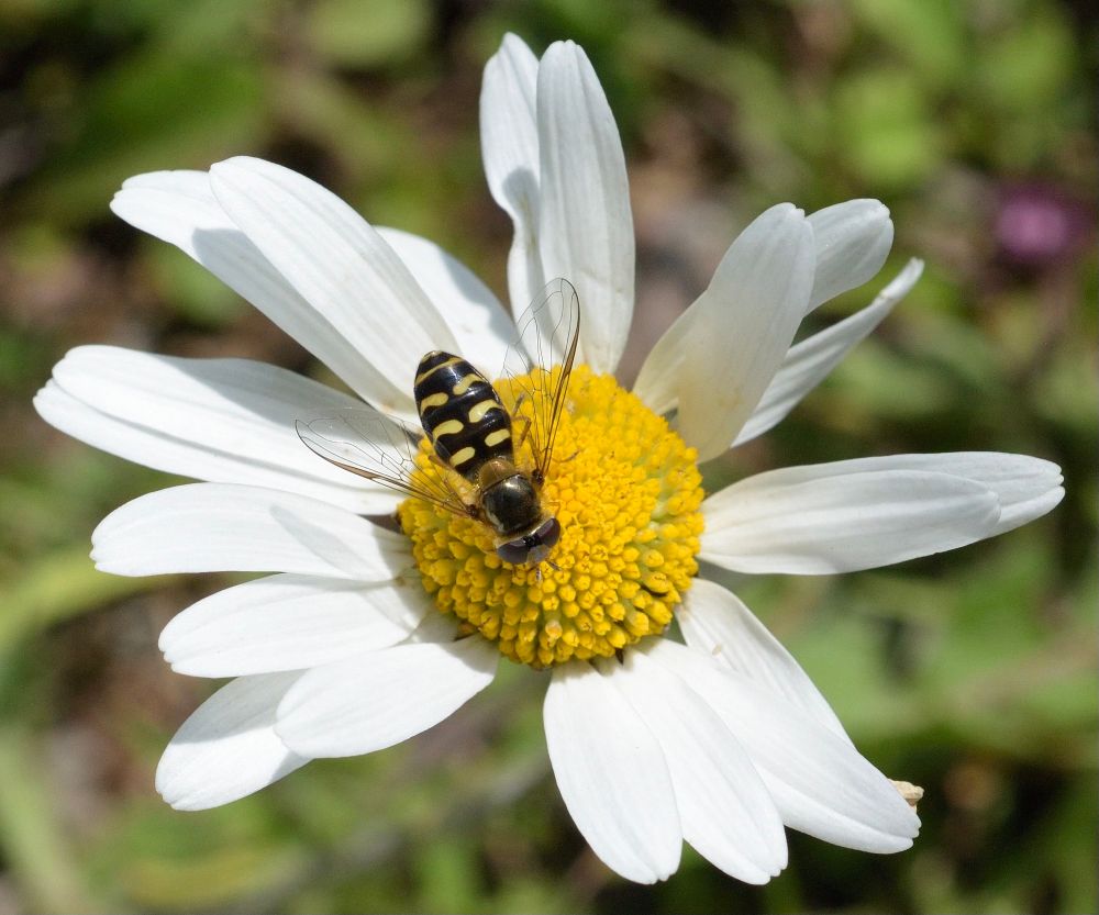 Lapposyrphus lapponicus, female, on Oxeye Daisy (Leucanthemum vulgare). 