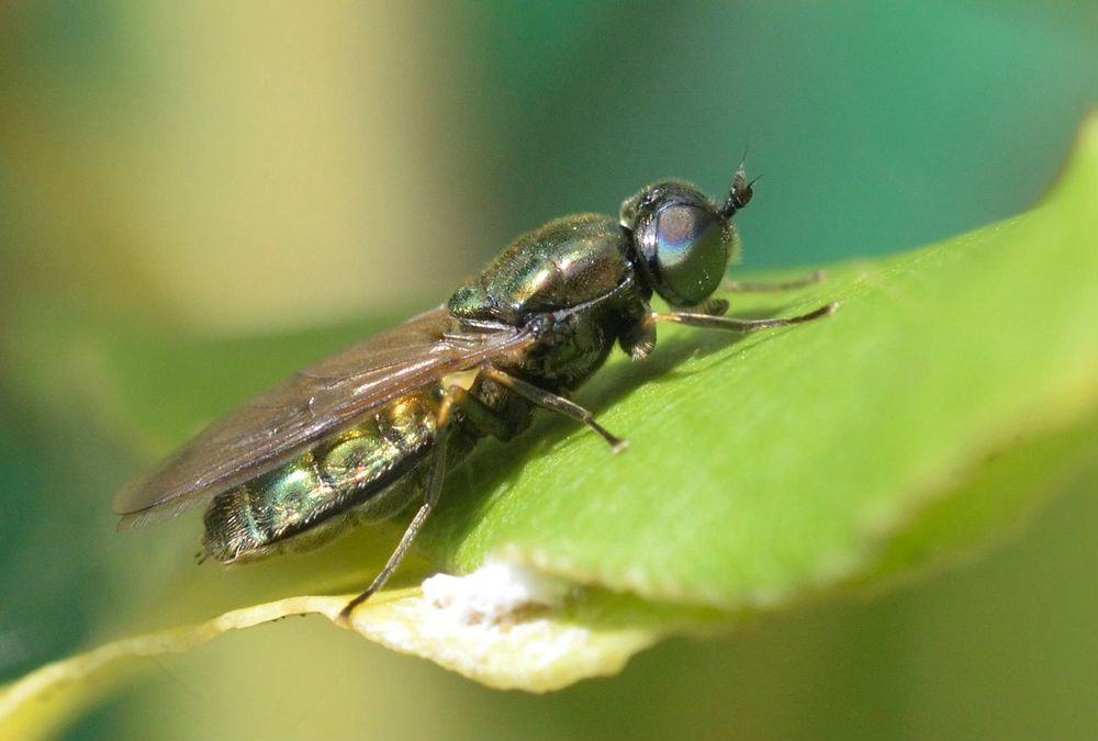 Female Chloromyia formosa side-on. 