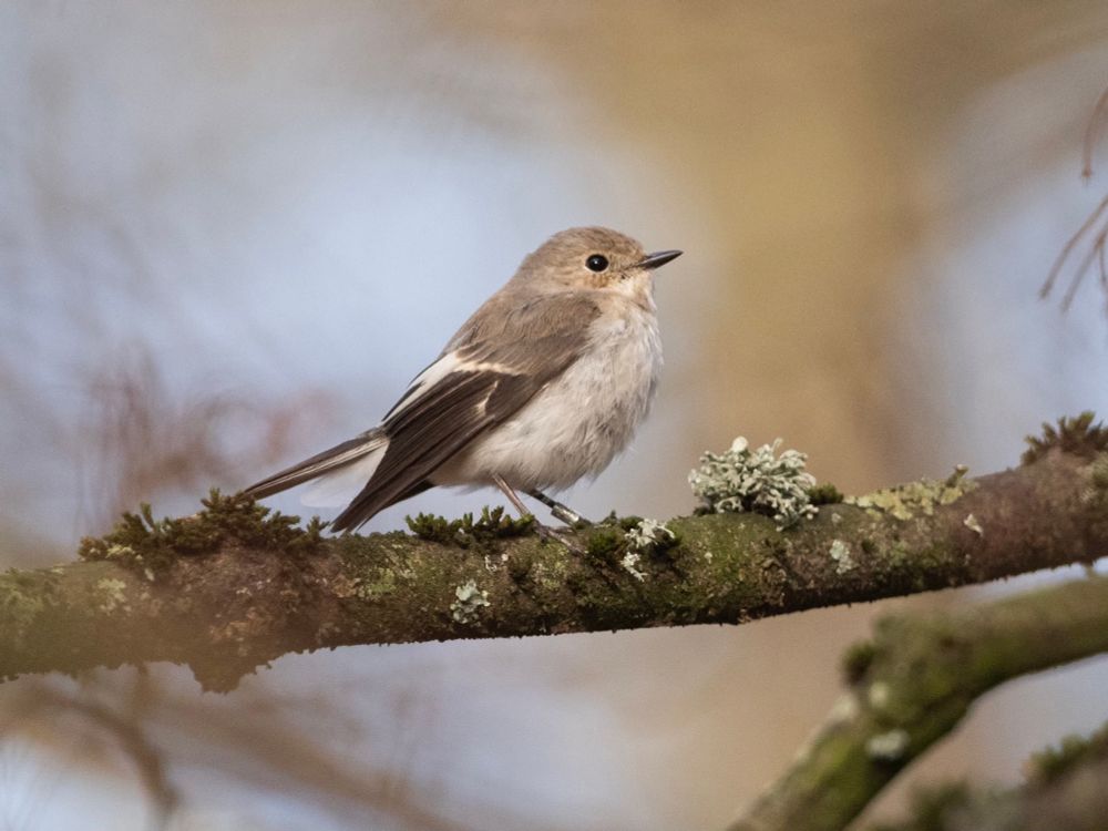 Pied Flycatcher (Ficedula hypoleuca),… in Gwent,… in November(!). 