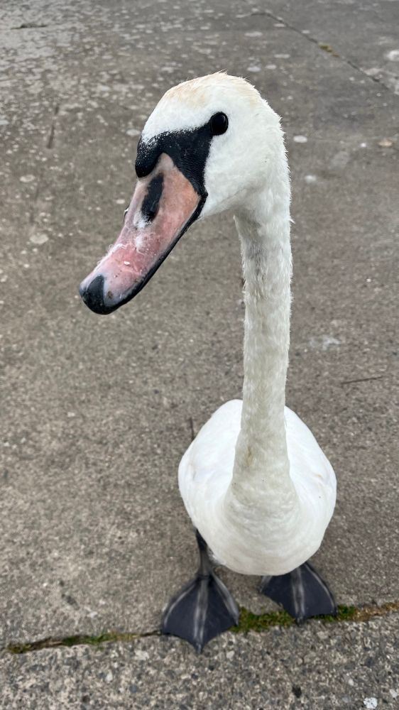 Mute Swan. Little feet, tiny body, looooong neck, hoooooge heed. 