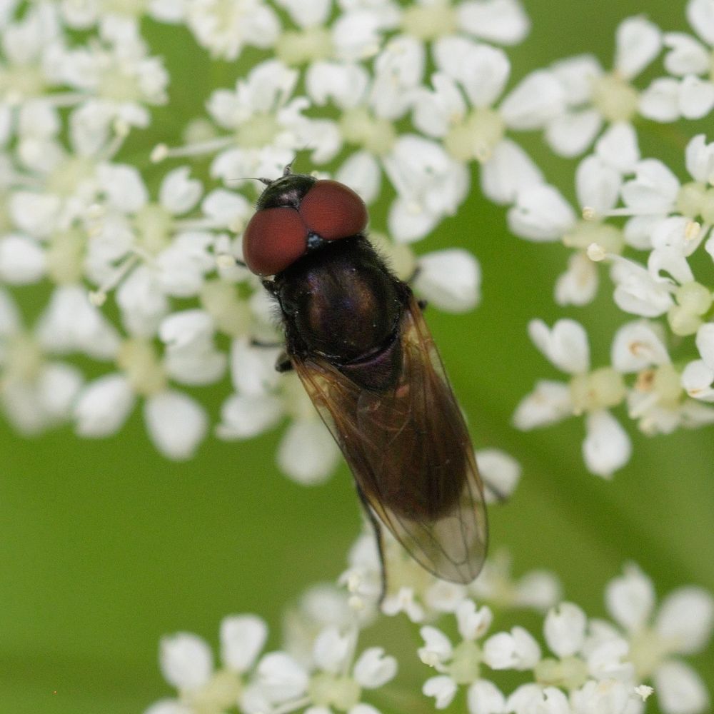 Chrysogaster cemiteriorum, male, on umbellifer. 
