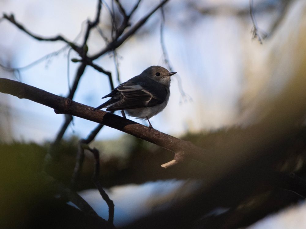 Pied Flycatcher (Ficedula hypoleuca),… in Gwent,… in November(!). 