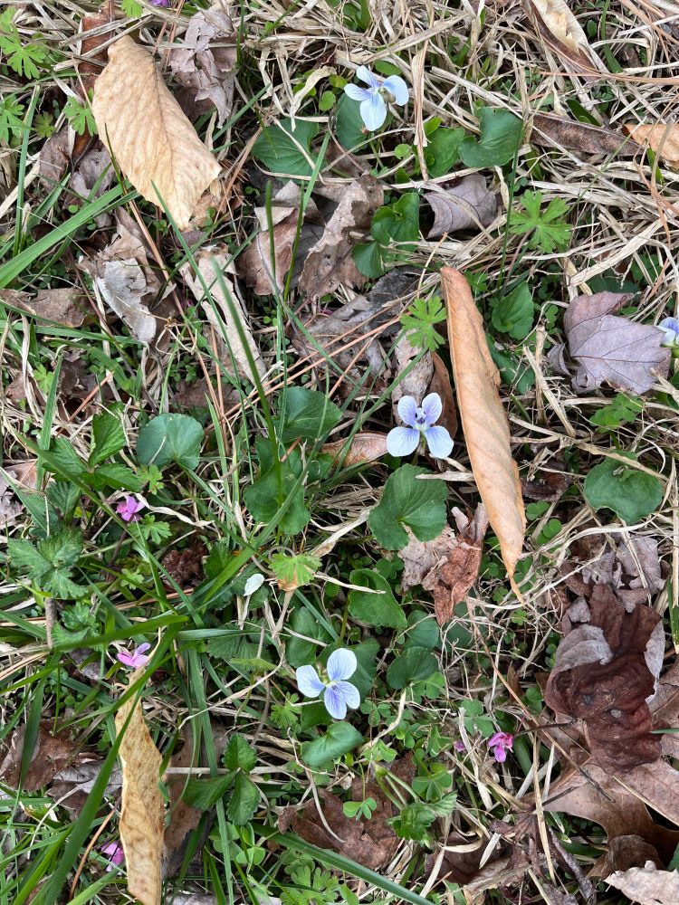 A small patch of violets surrounded by leaf litter, fallen pink redbud blossoms, and bits of grass. The violets are mostly white but have purple striations.