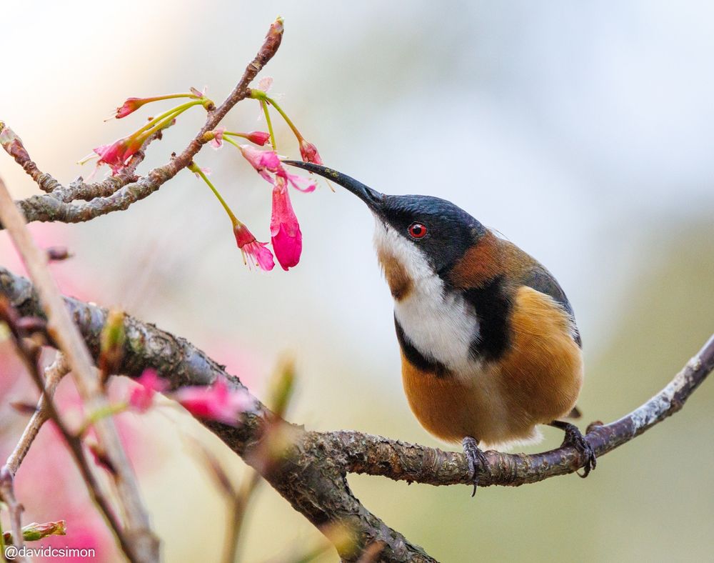 Photograph of a small honeyeater on a cherry branch with bright pink cherry blossoms. The bird is orange, brown, black, and white, with red eyes and a long curved beak.