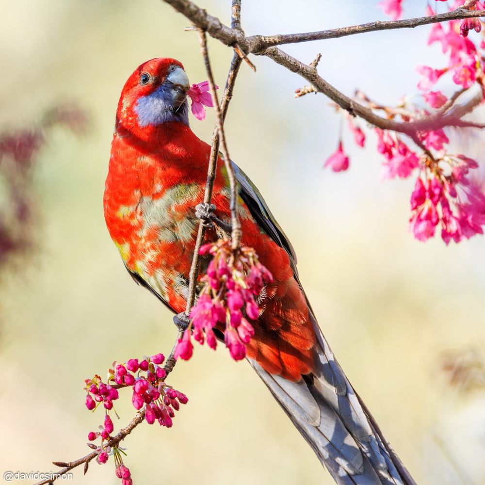 Photograph of a different Crimson Rosella, also in a cherry tree with a blossom in its beak. It is also young, like the previous photo, but has much more red than green.