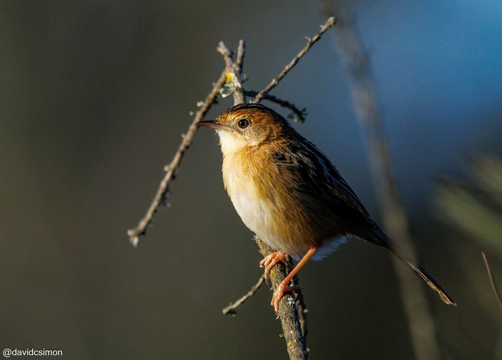 Same bird, different angle and pose.