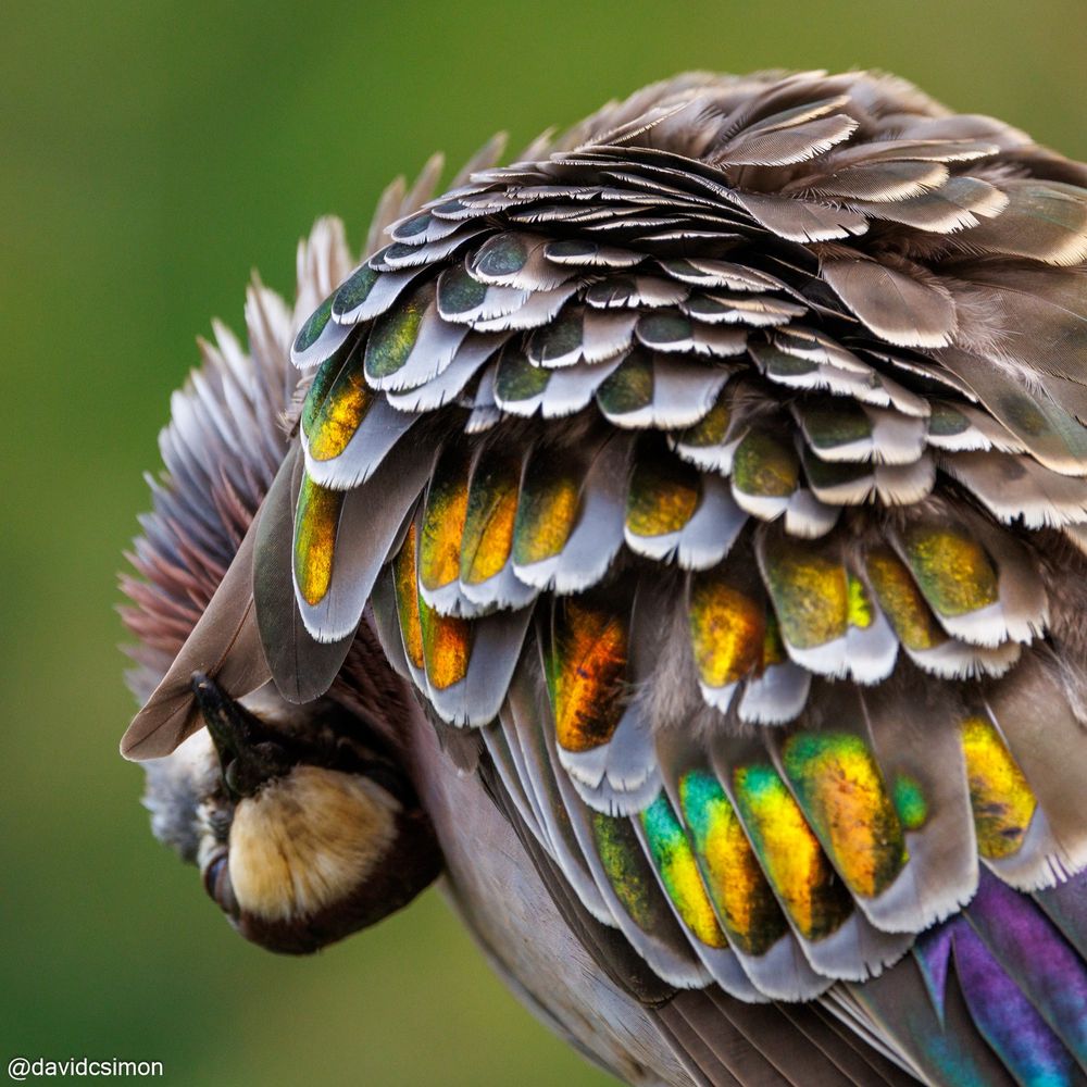 Photograph of the same pigeon preening, framing its wing and head. Its neck is bent over so its head is upside down as it runs its beak along a wing feather. Its metallic wing feathers are raised slightly for easier access.