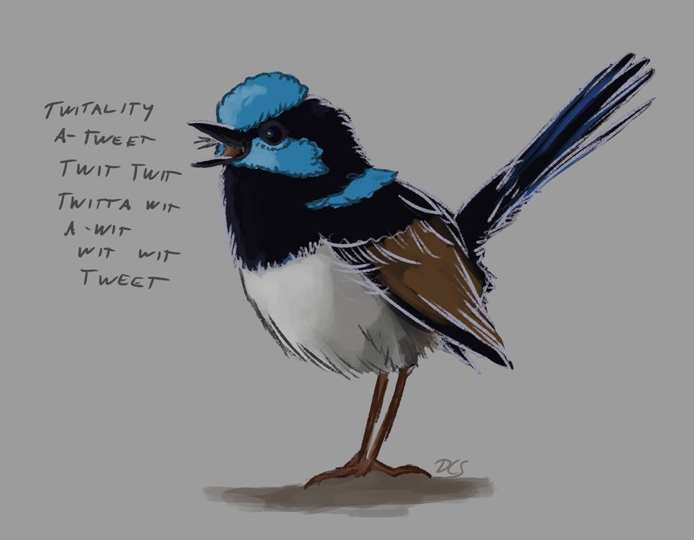 Digital drawing of a Superb Fairy-wren (black, blue, grey, and brown, with a long tail held upright) going "Twitality a-tweet twit twit twitta wit a-wit wit wit tweet"