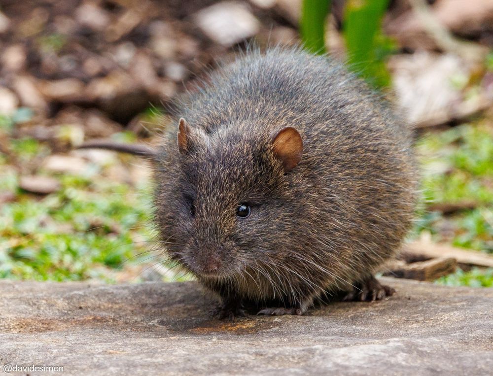 Photograph of a small, round, stocky rat with very small ears and dark eyes. Its fur is dark brown.