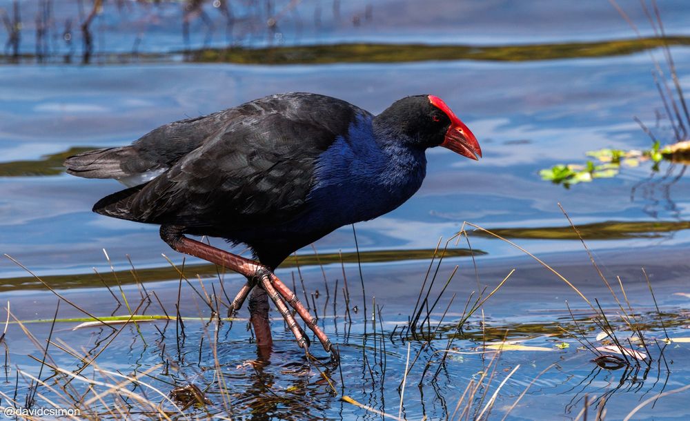 Photograph of a medium-sized rail standing in a relatively calm lake reflecting the sky. The bird is black and dark blue with a bright red beak and shield on its forehead. Its legs are orange and it has one raised so its remarkably long toes are held above the water.