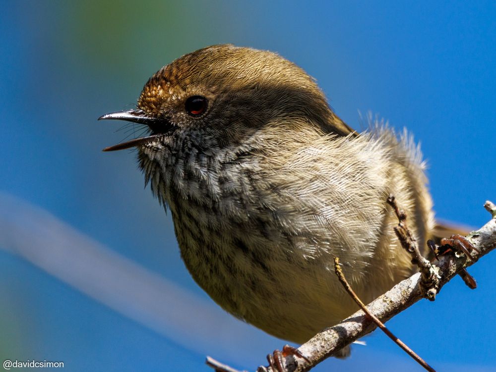 Photograph of a very small passerine bird on a branch, it's head in profile, with its beak open. It is brown, cream, and black, with red eyes.