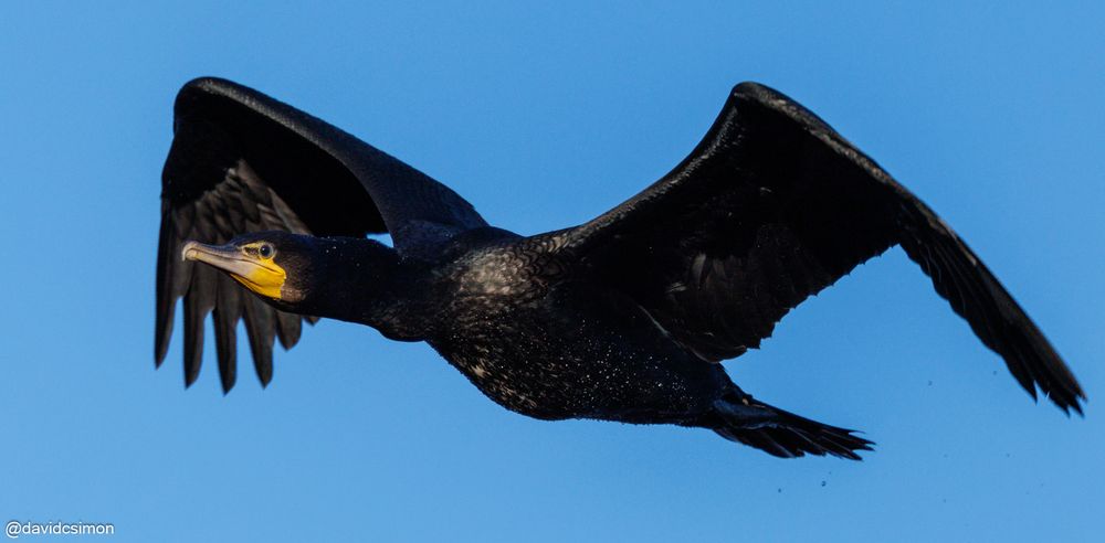 Photograph of a large cormorant in flight against a blue sky. It is mostly black with a yellow face, greyish beak, and bluish eyes. Its belly and tail are wet and water drops are falling as it flies.