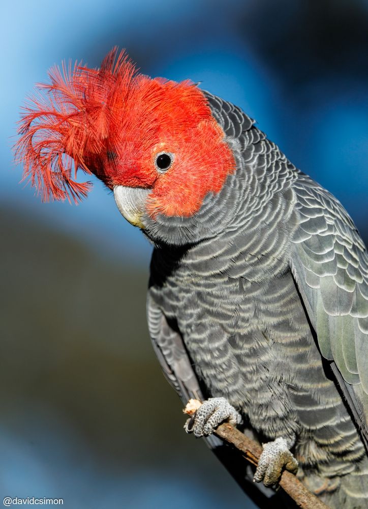 Photograph of a grey cockatoo with bright red head and crest, perched on a branch in sunlight.