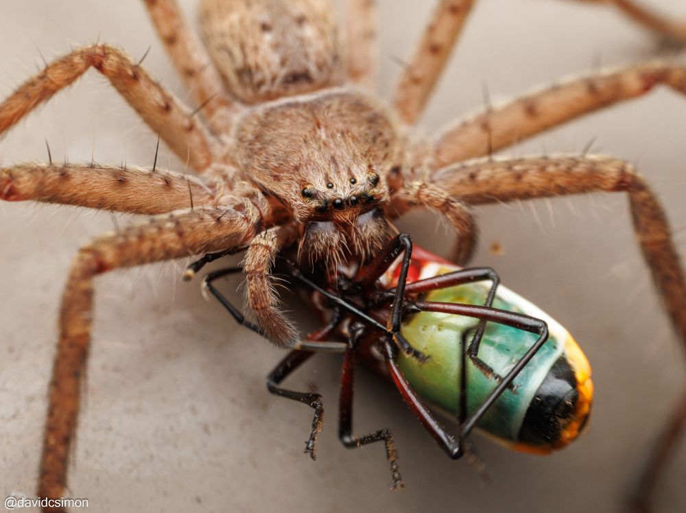 As before but a close-up of the spider's face.