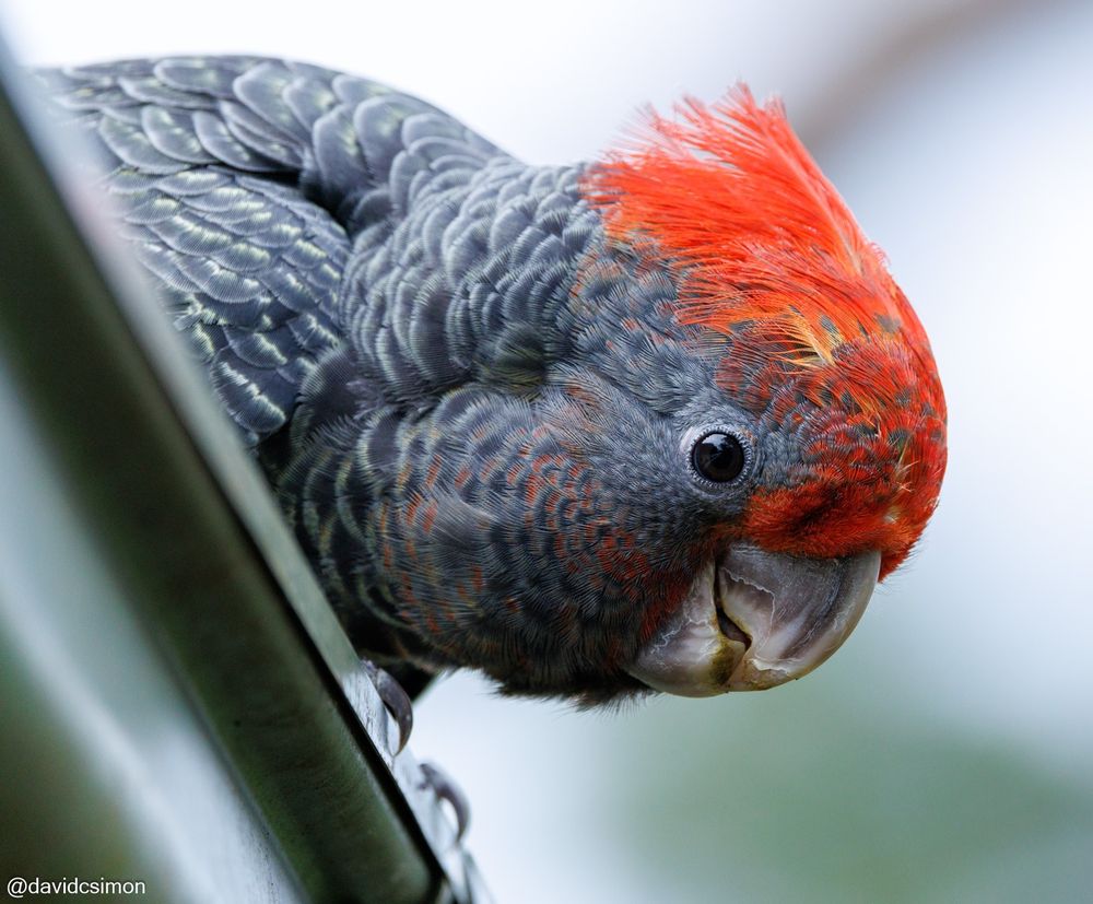 Photograph of a juvenile male Gang-gang Cockatoo perched on the edge of a roof, looking down at the camera. It is a mottled grey, medium-sized cockatoo with a bright red crest and patches of red on its check. It appears curious, and is incredibly cute.