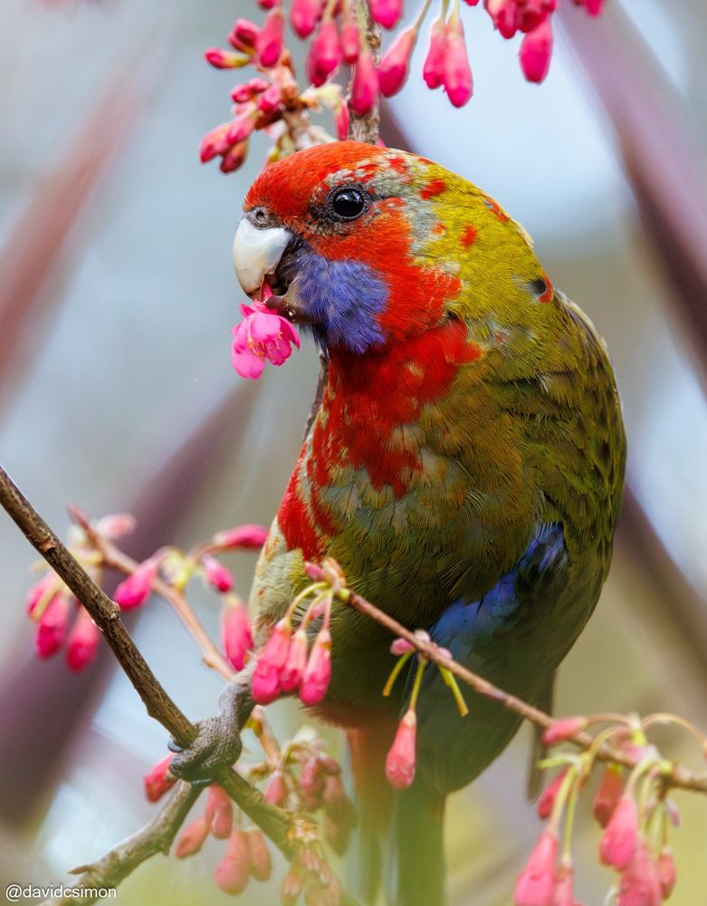 Photograph of a Crimson Rosella on a cherry branch with a blossom in its beak. The rosella is young and still has much of its green juvenile colouring, but also has some of its red and blue adult plumage. Though it has "resting parrot-face syndrome" (ie: most parrots look happy all the time because of the shape of their beak, regardless of how they actually feel), it *does* seem to be enjoying itself.