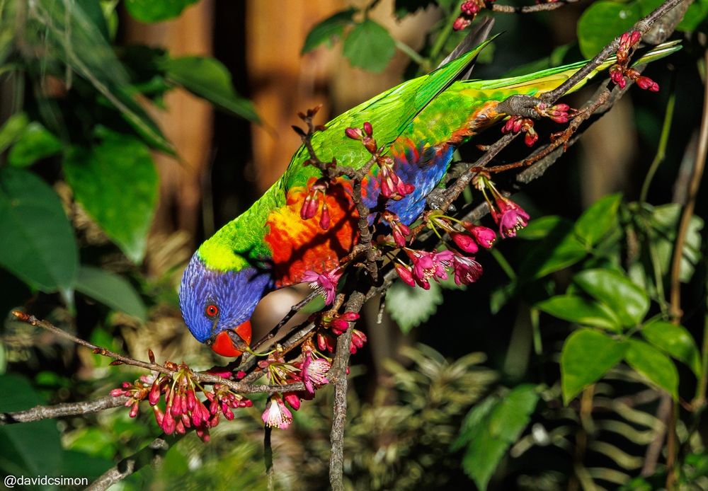 Photograph of a Rainbow Lorikeet feeding on cherry blossoms. The bird is brightly coloured in blue, red, orange, yellow, and green, while the blossoms are maroon to pink/white. The bird is is more vivid than the flowers.