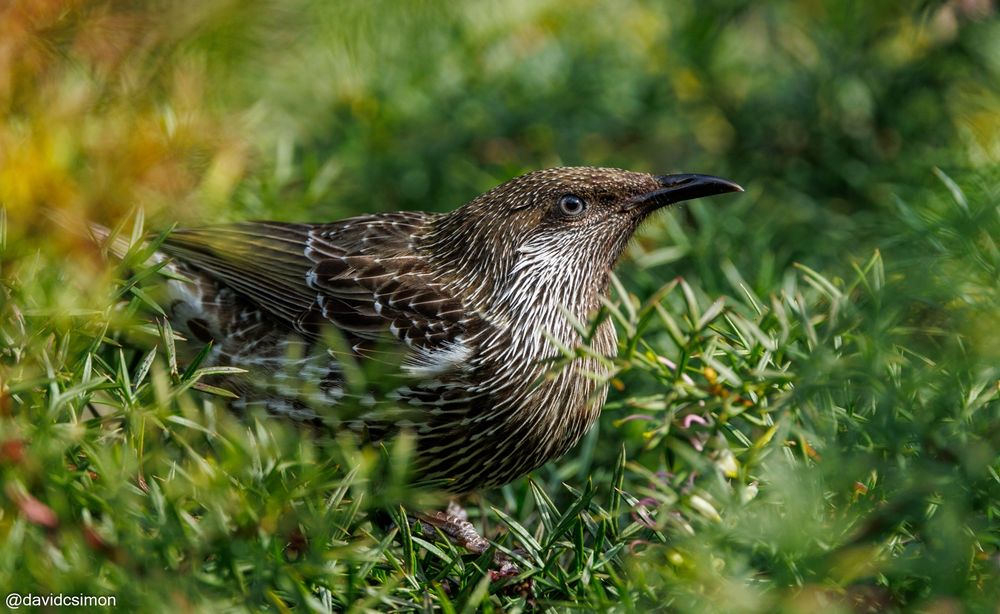Photograph of a Little Wattlebird surrounded by green foliage. The bird is brown, grey, and white, with a black beak and grey eyes. Much of the surrounding foliage - foreground and background - is out of focus, creating a soft vignette effect.