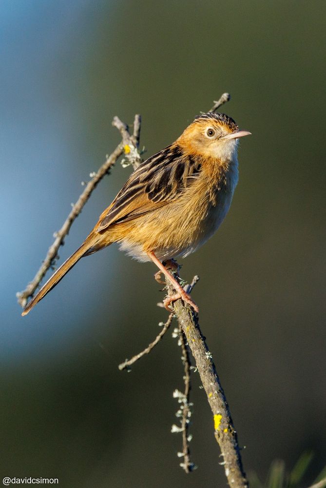 Photograph of a Golden-headed cisticola on a dead branch with lichen. The bird is a small passerine in light brown and black.