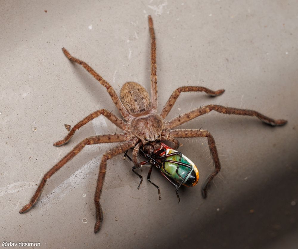 Photograph of a young Grey Huntsman Spider (Isopeda villosa) eating a Harlequin Red Bug (Harlequin Red Bug). The spider is mottled shades of brown. The bug is on its back, exposing the bright colours of its belly: red, green, yellow, orange, and blue.