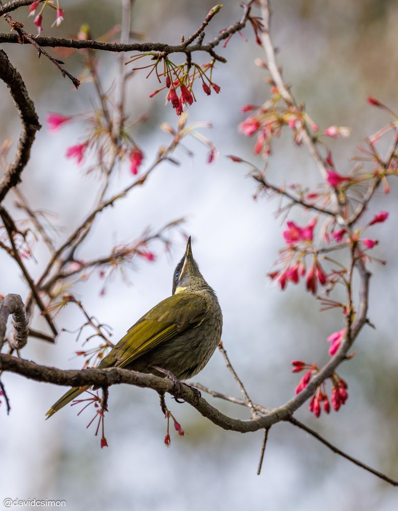Photograph of a Lewin's Honeyeater in a cherry tree. The bird is olive green with yellow and black markings, and blue eyes. The cherry is leafless but budding with pink/red flowers.