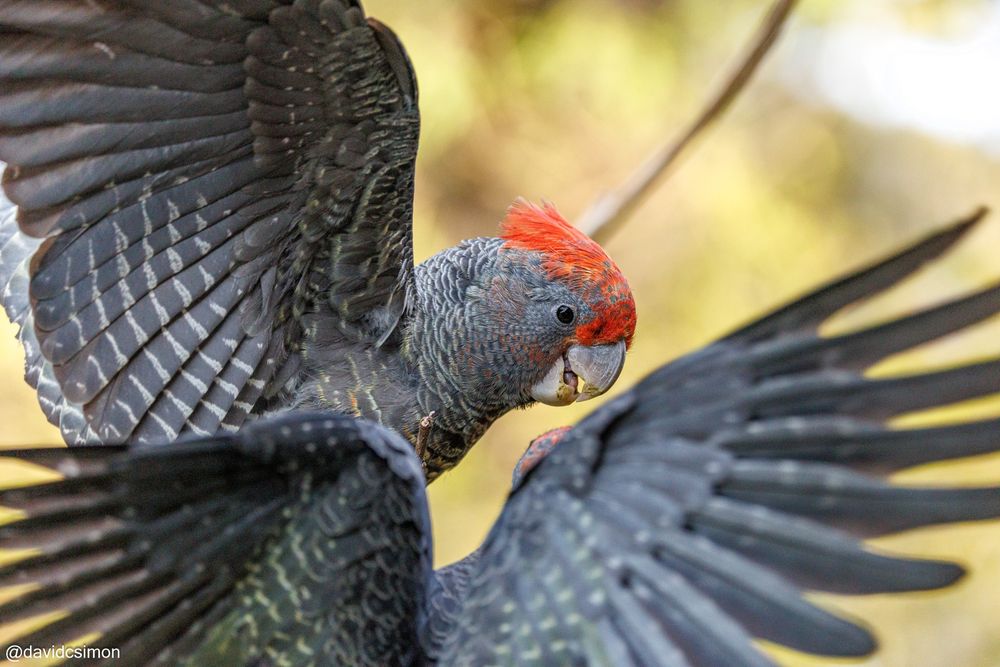 As before, but both birds have separated and spread their wings.