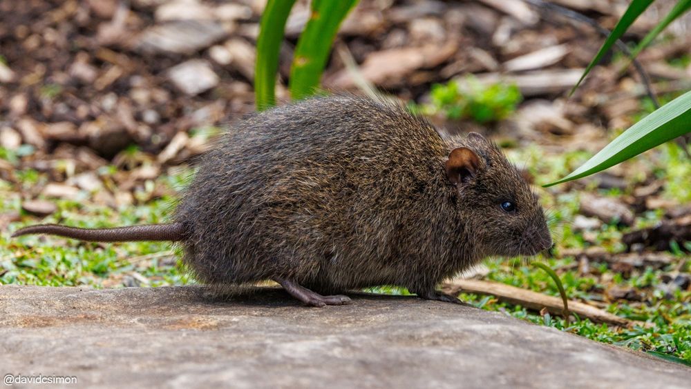 Same subject, side view showing a remarkably short scaly tail and dark feet.