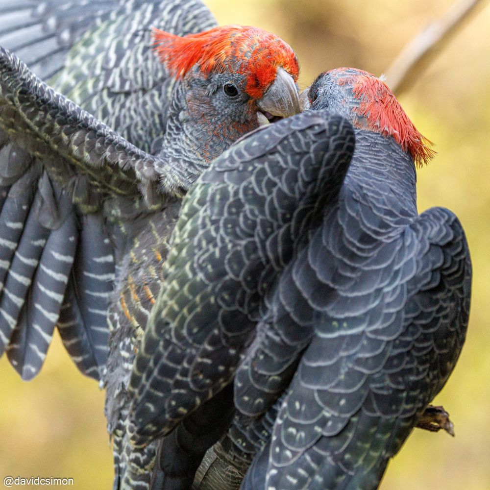Photograph of two young male Gang-gang Cockatoos. They are mottled grey with yellow, green and orange, with developing orange/red crests. They are biting each other's beaks.